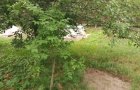 Объект №137109712